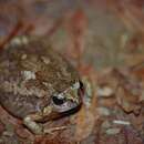 Image of Brown Rain Frog