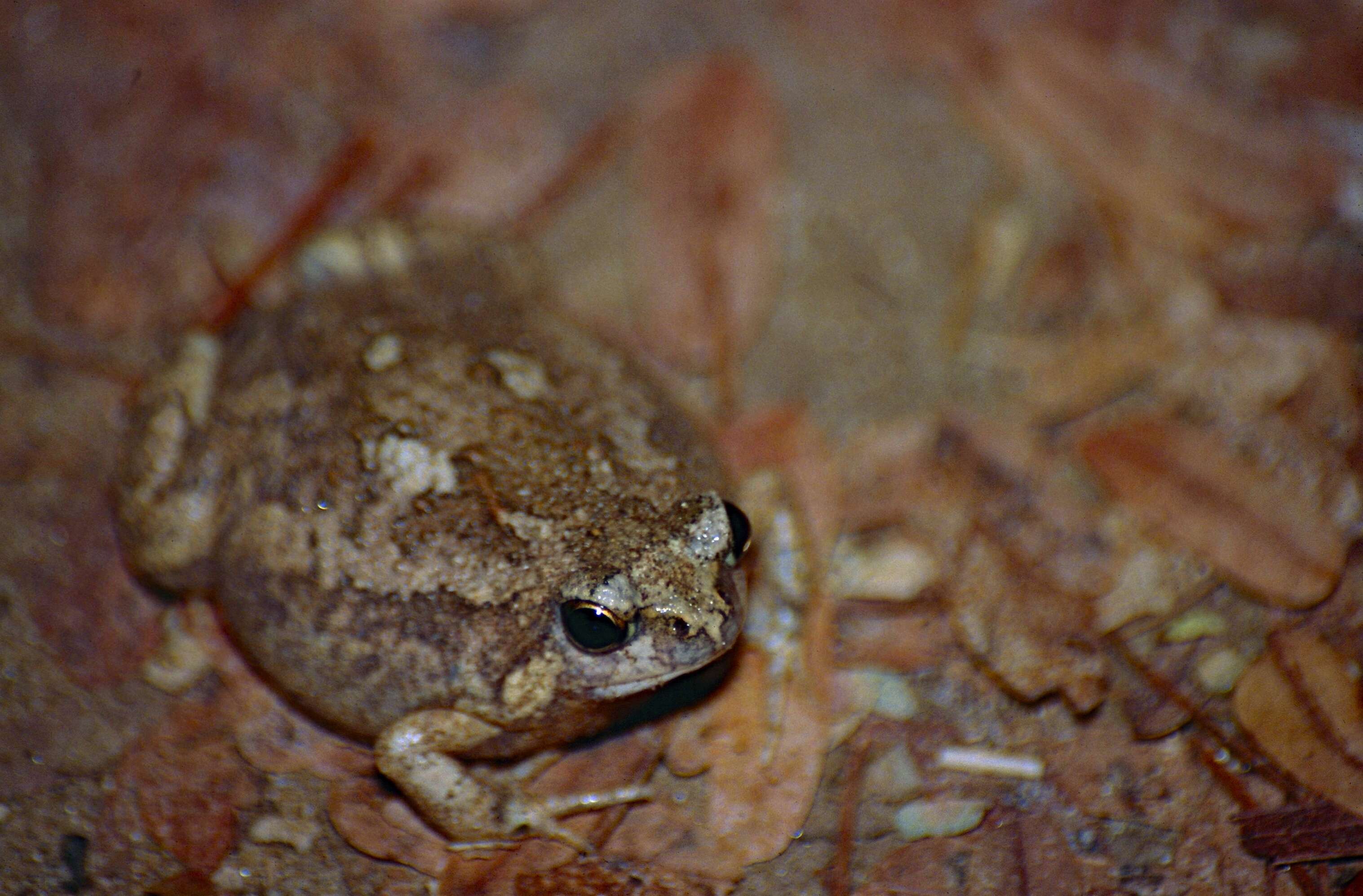 Image of Brown Rain Frog