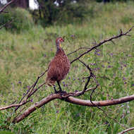 Imagem de Pternistis leucoscepus (Gray & GR 1867)