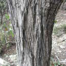 صورة Eucalyptus macrorhyncha F. Müll.