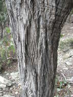 Image of red stringybark