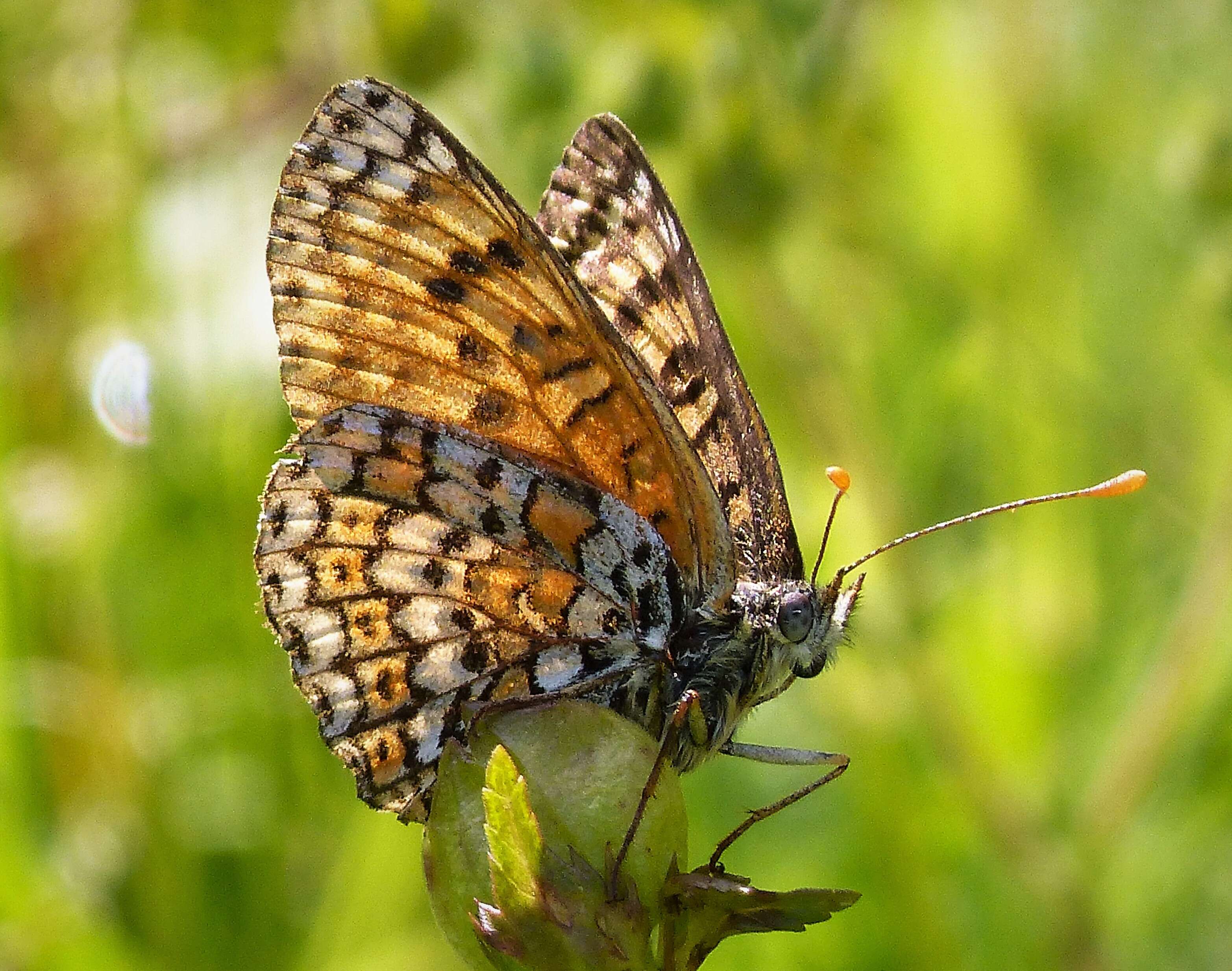 Image of Melitaea