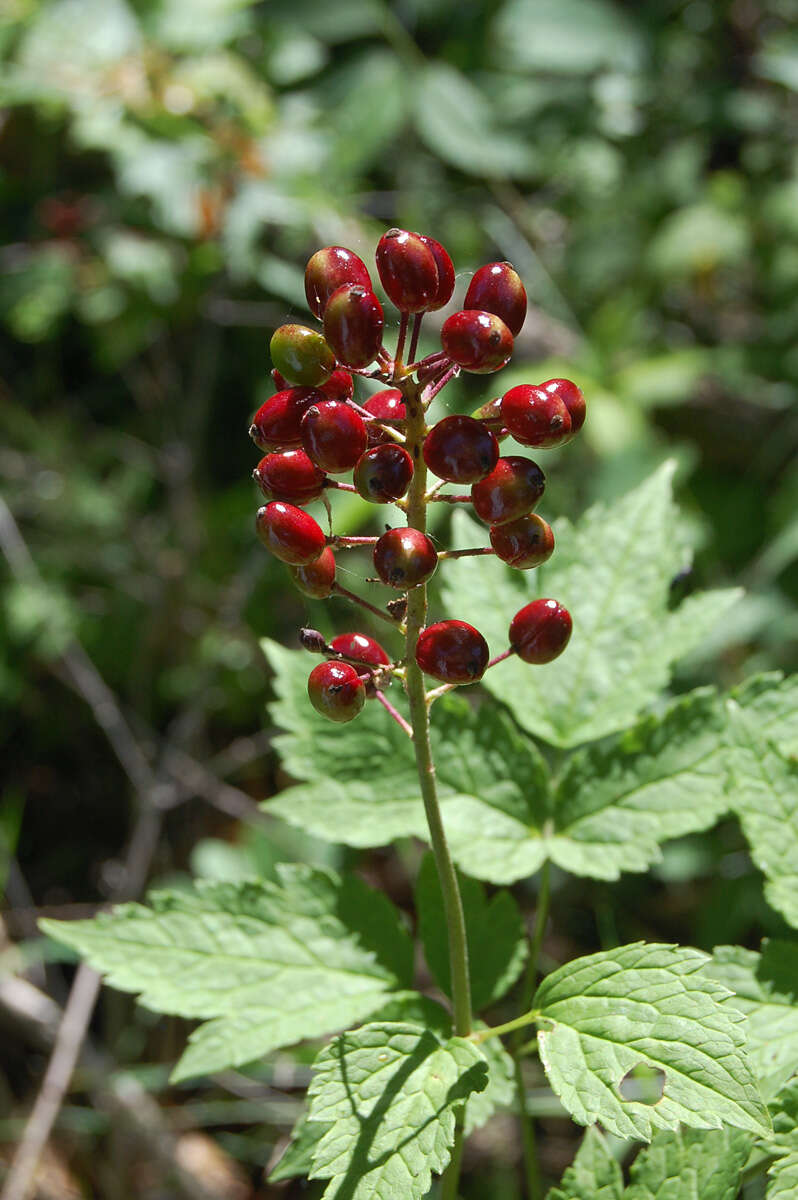 Imagem de Actaea rubra (Ait.) Willd.