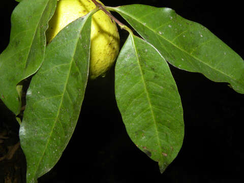 Image of wild guava