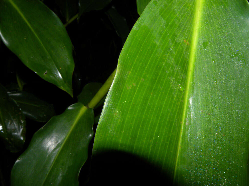 Image of Costus wilsonii Maas