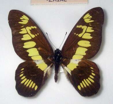 Image de Graphium latreillianus (Godart (1819))