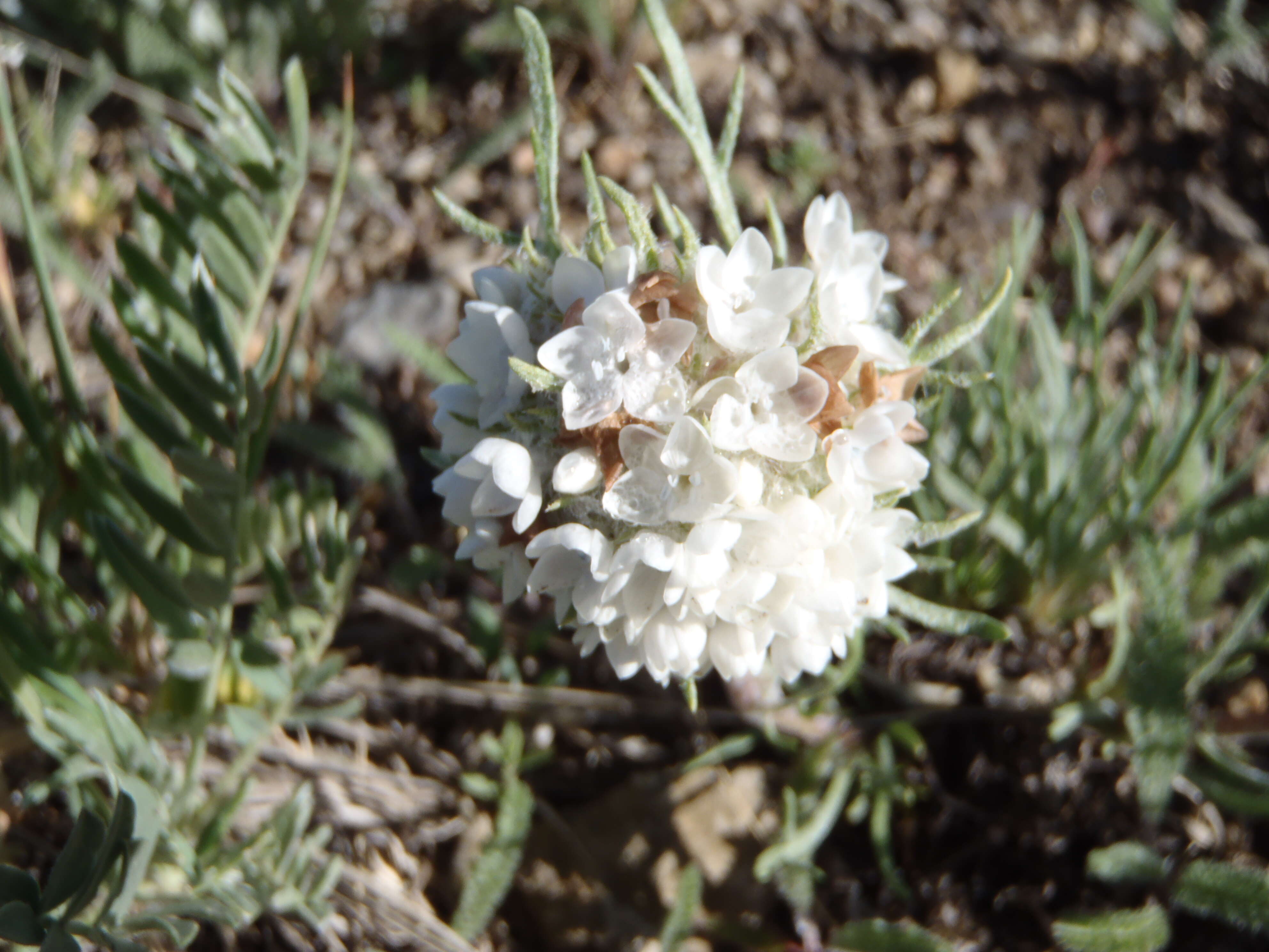 Image of Hoosier Pass ipomopsis