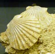 Image of Aequipecten scabrellus (Lamarck 1819)