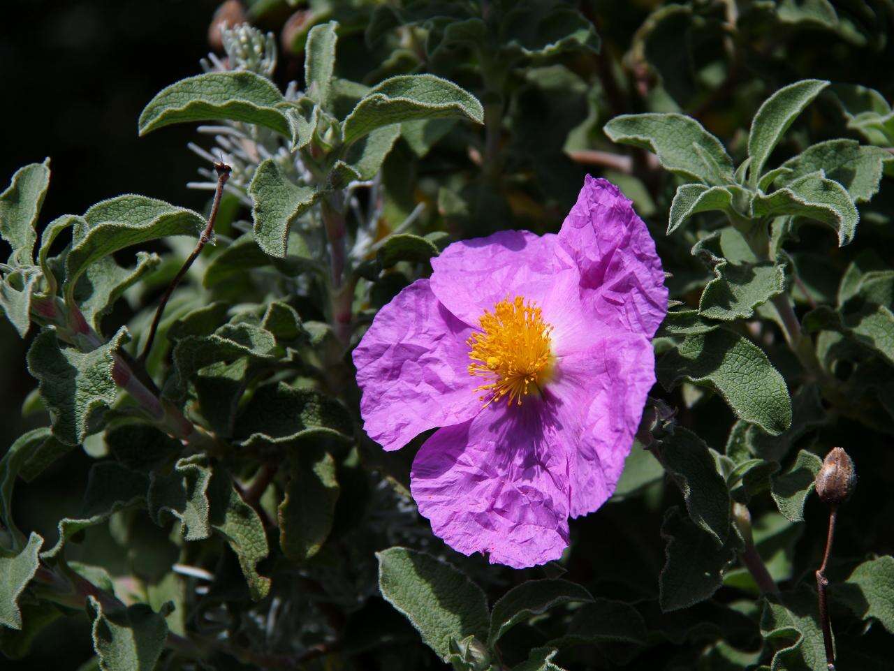 Image of hairy rockrose