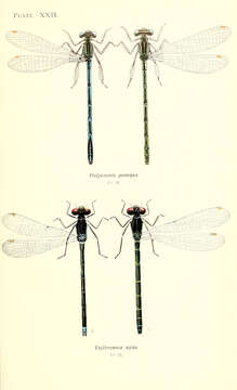Imagem de Platycnemis Burmeister 1839