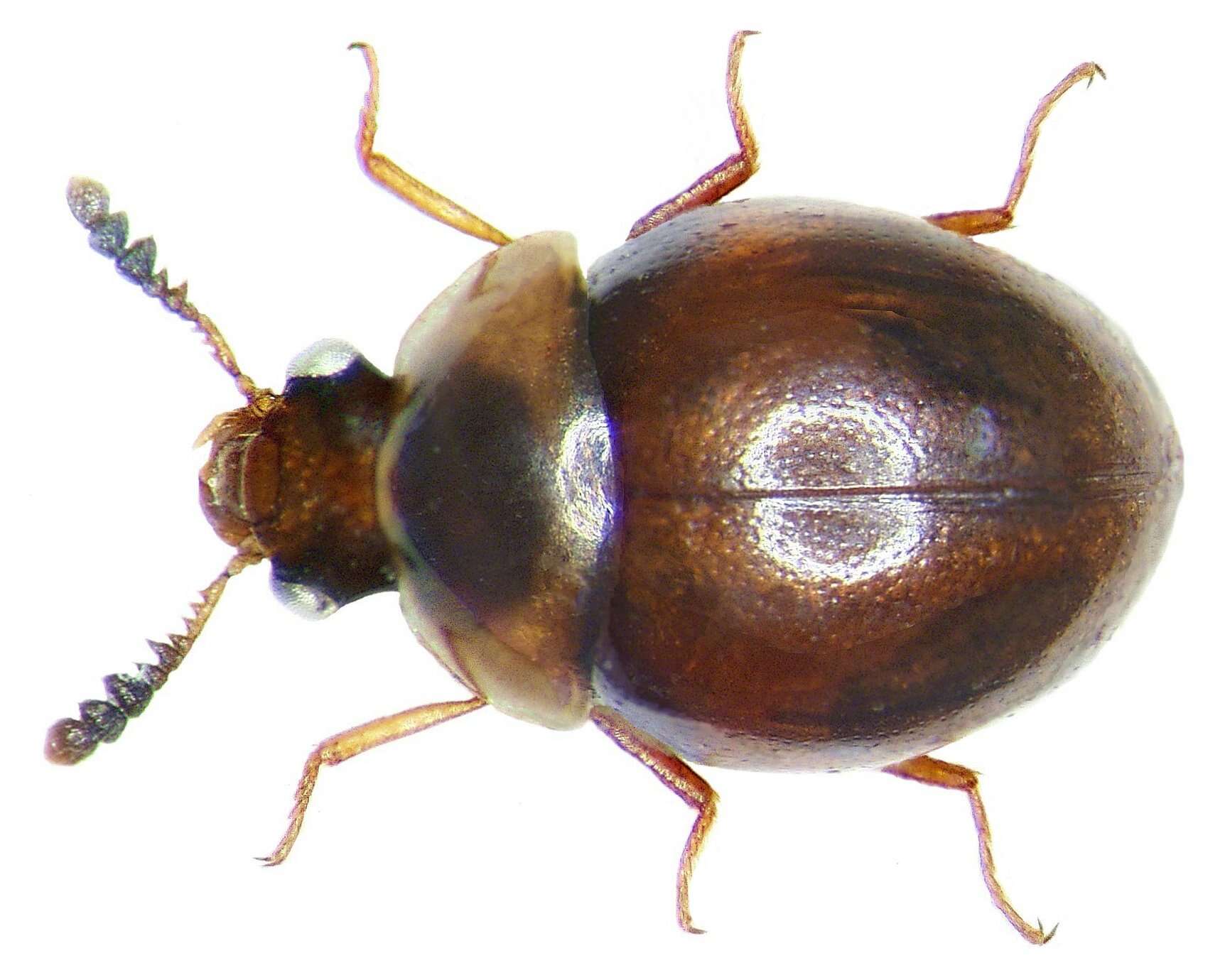 Image of Liodopria