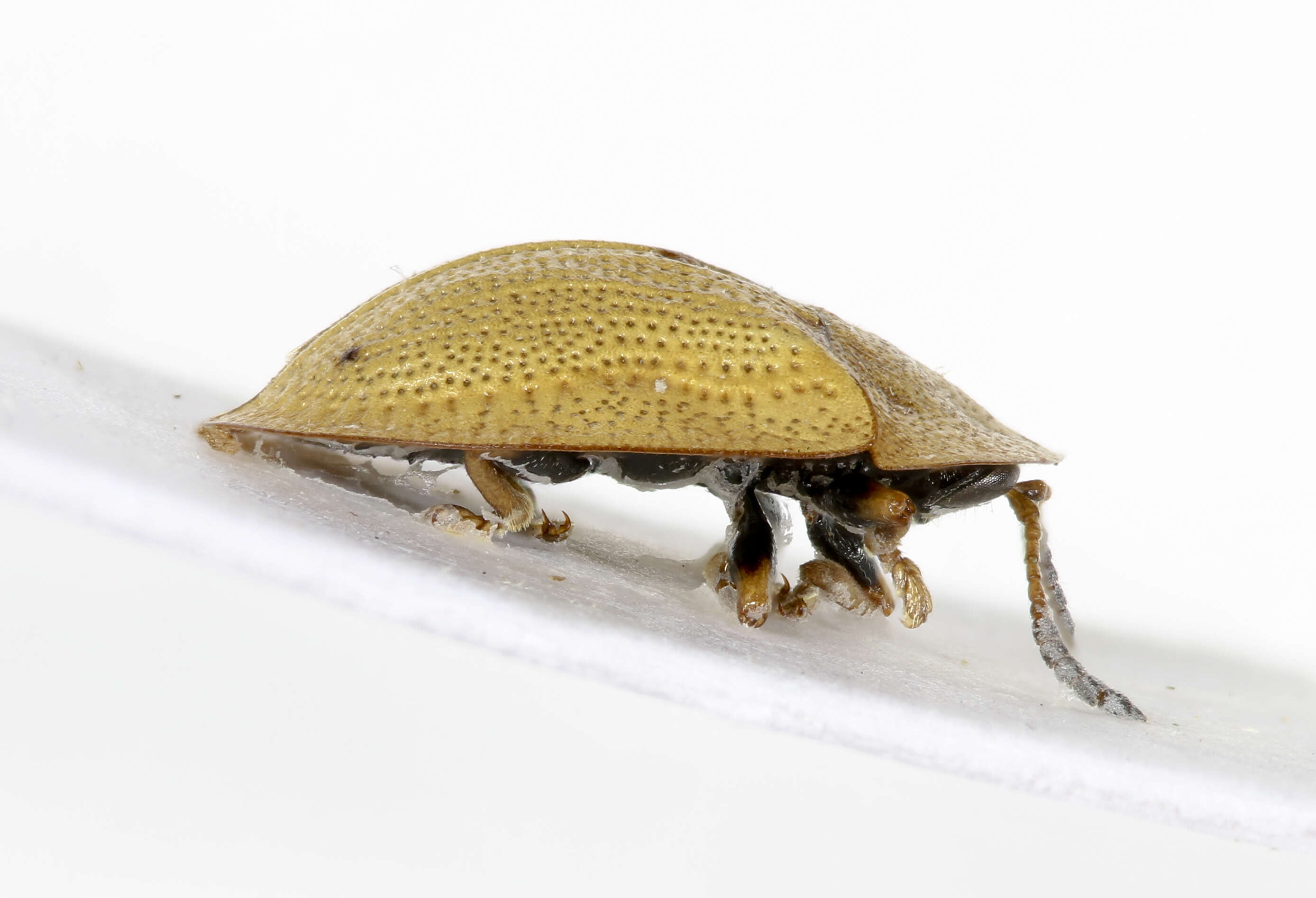 Image of thistle tortoise beetle