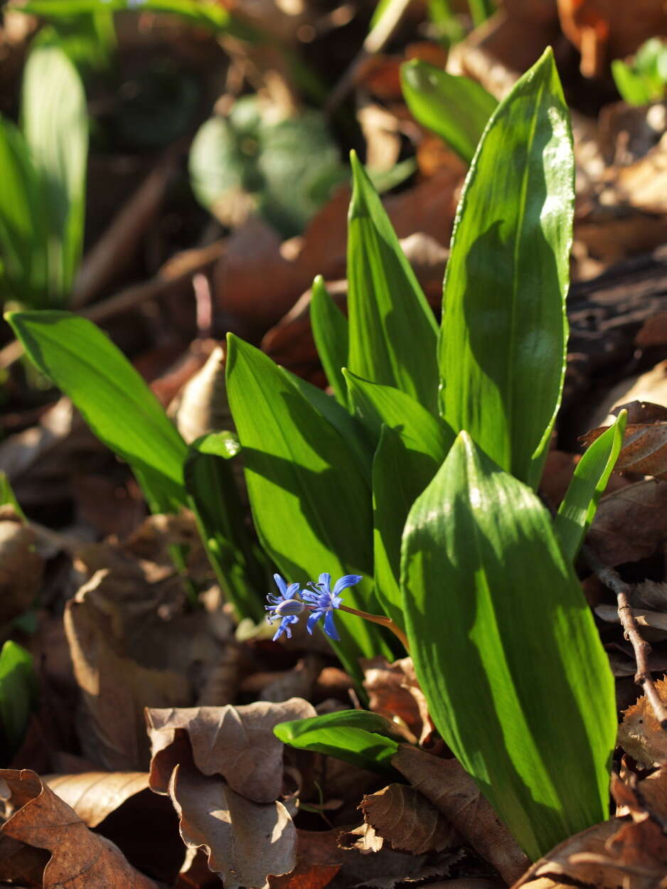 Image of Scilla vindobonensis Speta