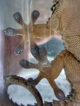 Image of American Wall Gecko