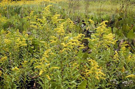 صورة Solidago gigantea Ait.