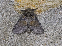 Image of Small Pebble, Common Gluphisia