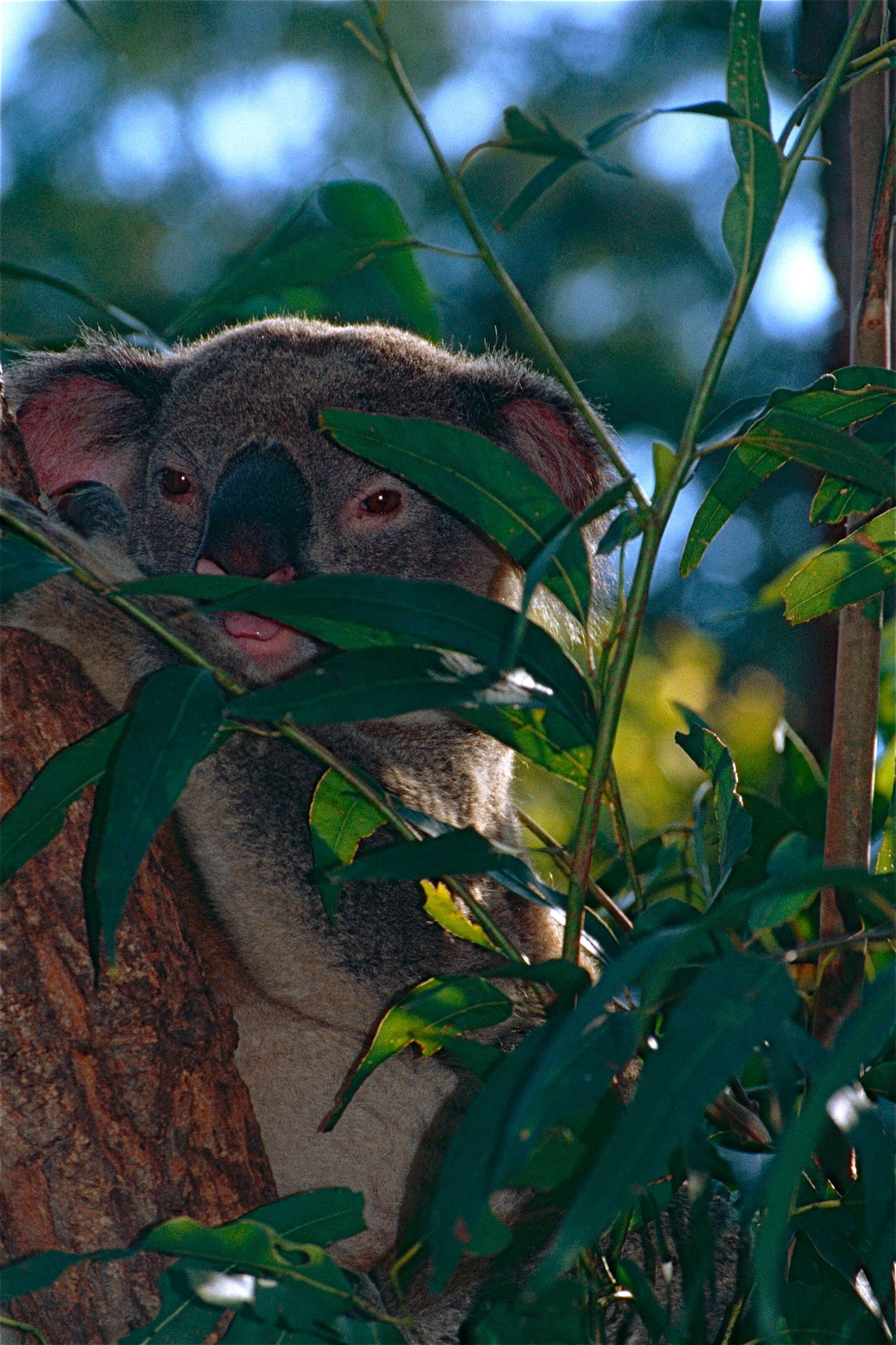 Image of marsupials