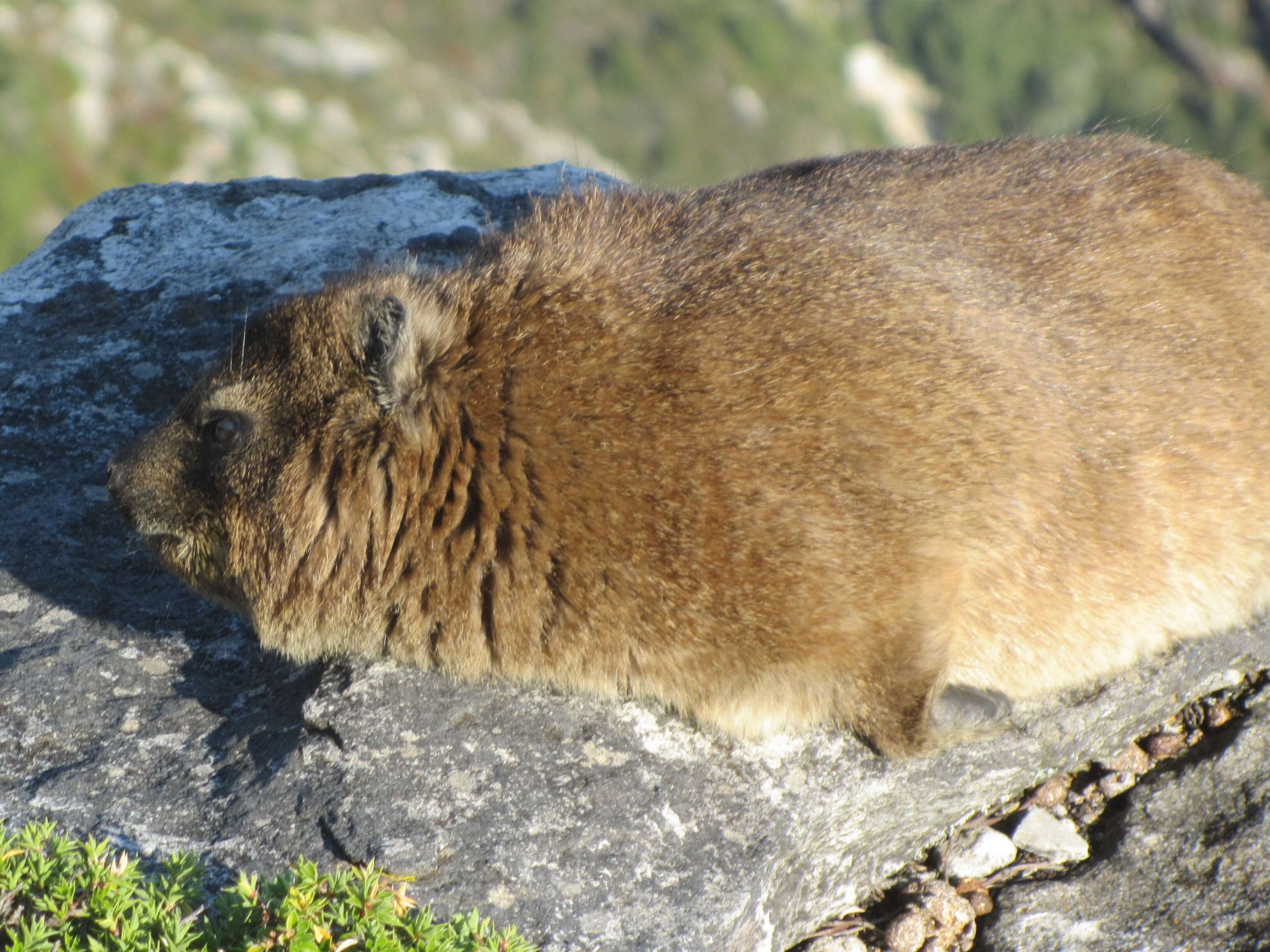 Image of Rock Hyrax