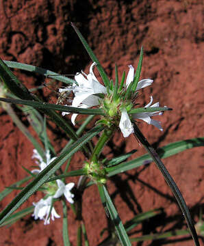 Spermacoce subvulgata (K. Schum.) J. G. García resmi