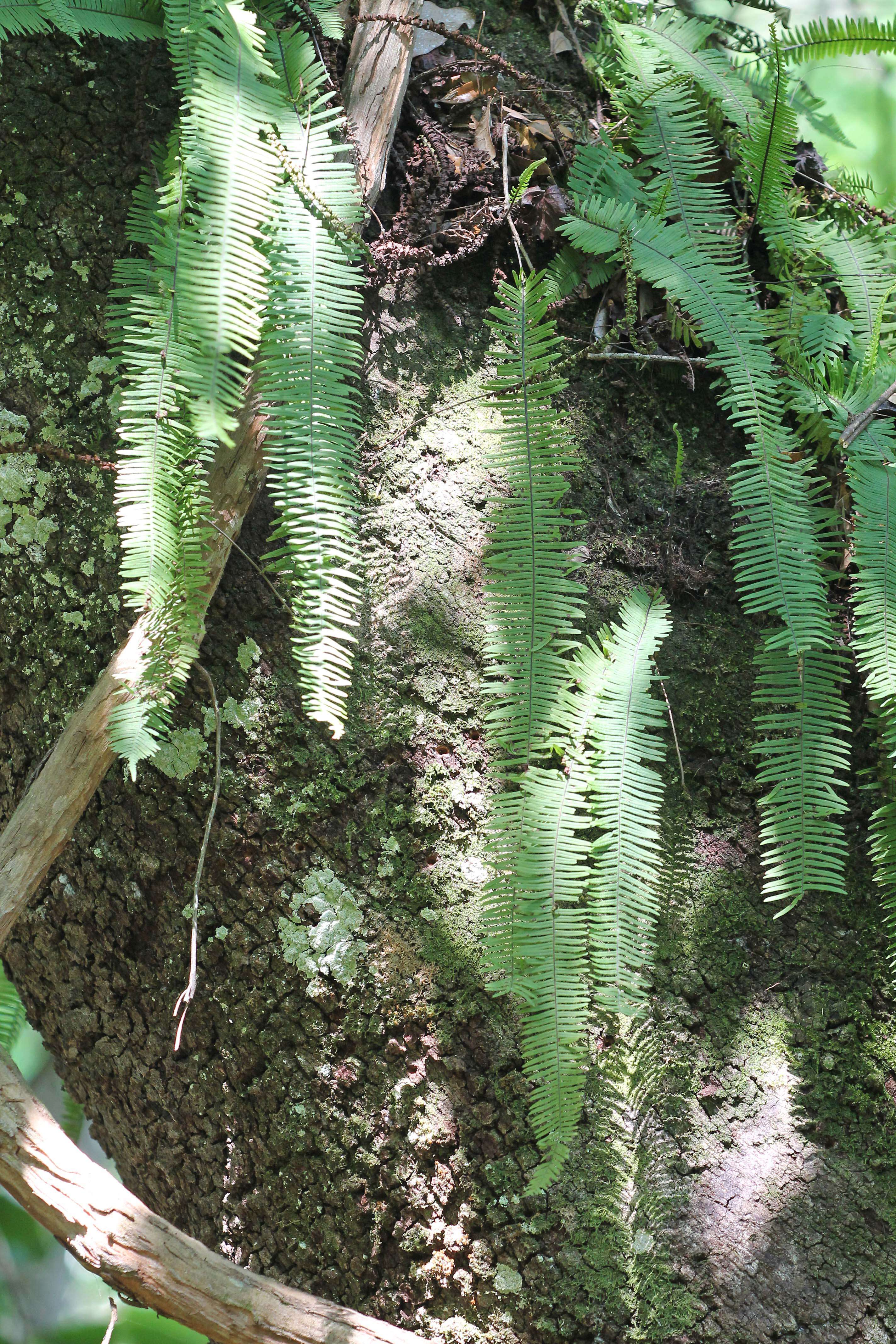 Image of rockcap fern