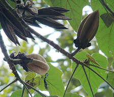 Image of chiranthodendron