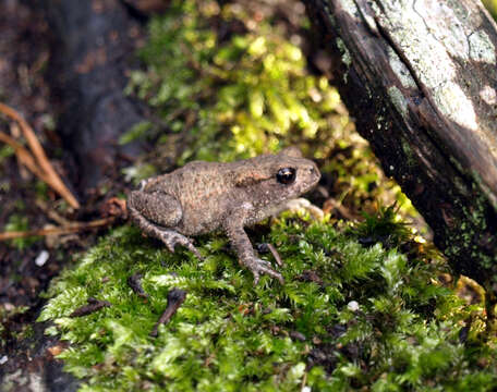 Image of Nile Valley Toad