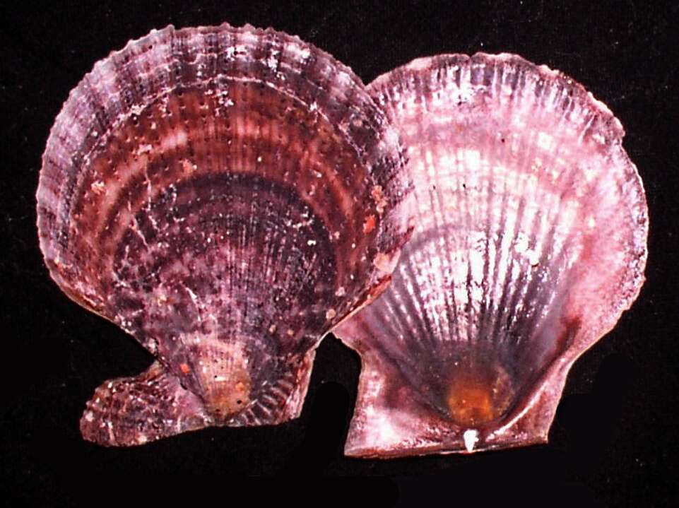 Image of Laevichlamys T. R. Waller 1993