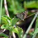 Image of Asian Grizzled Skipper