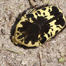 Image of Harlequin Flower Beetle