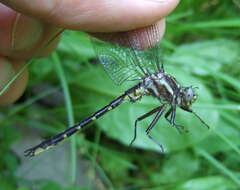 Image of Phanogomphus Carle 1986