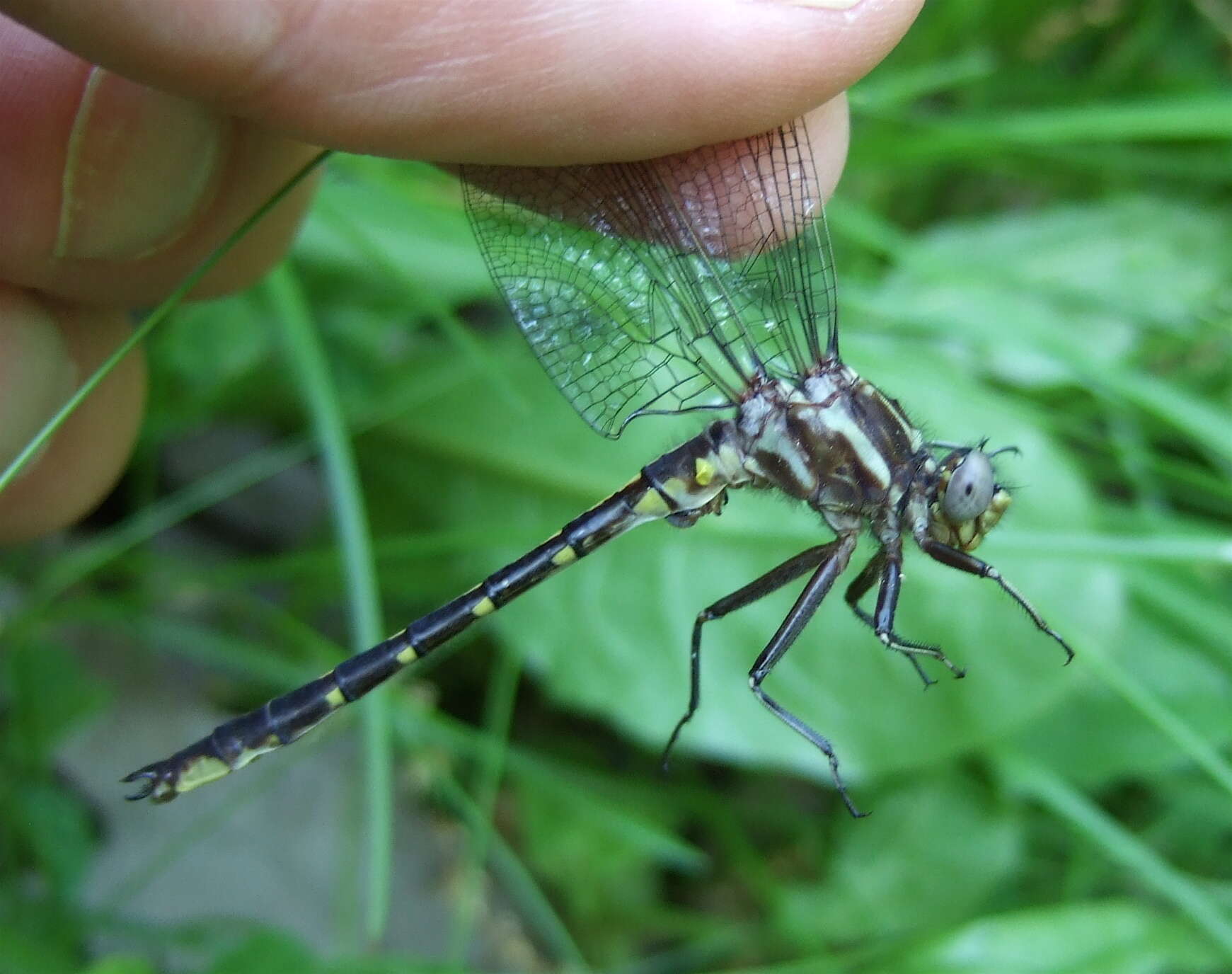 صورة Phanogomphus lividus (Selys 1854)