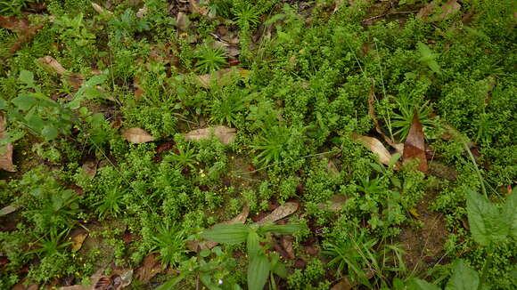 Image of Acisanthera hedyotidea (C. Presl) Triana