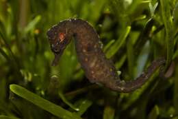 Image of seahorses