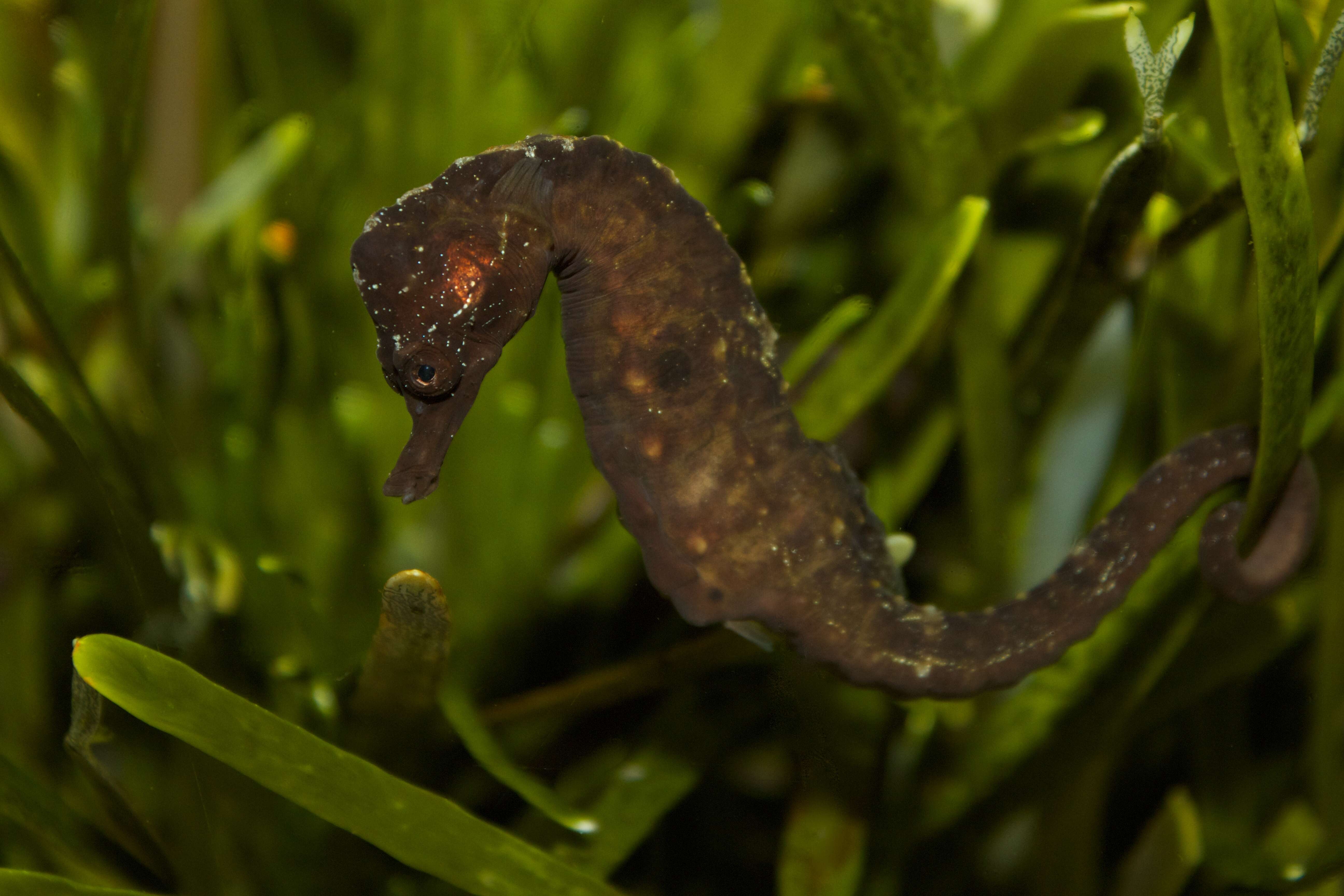 Image of seahorses