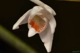 Image of Dendrobium singaporense A. D. Hawkes & A. H. Heller