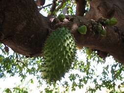 Image of soursop