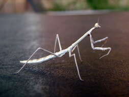 Image of Archimantis