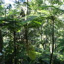 Image of West Indian treefern