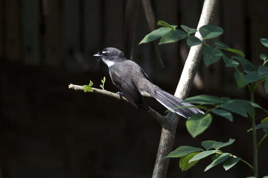 Image of Philippine Pied Fantail