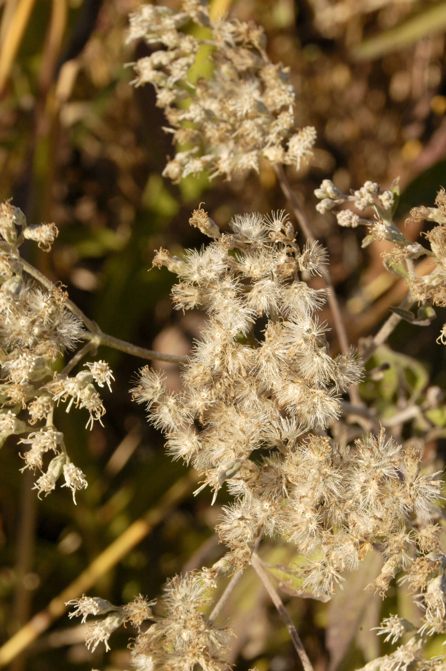 Image of goldenrod