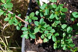 Image of bearberry cotoneaster