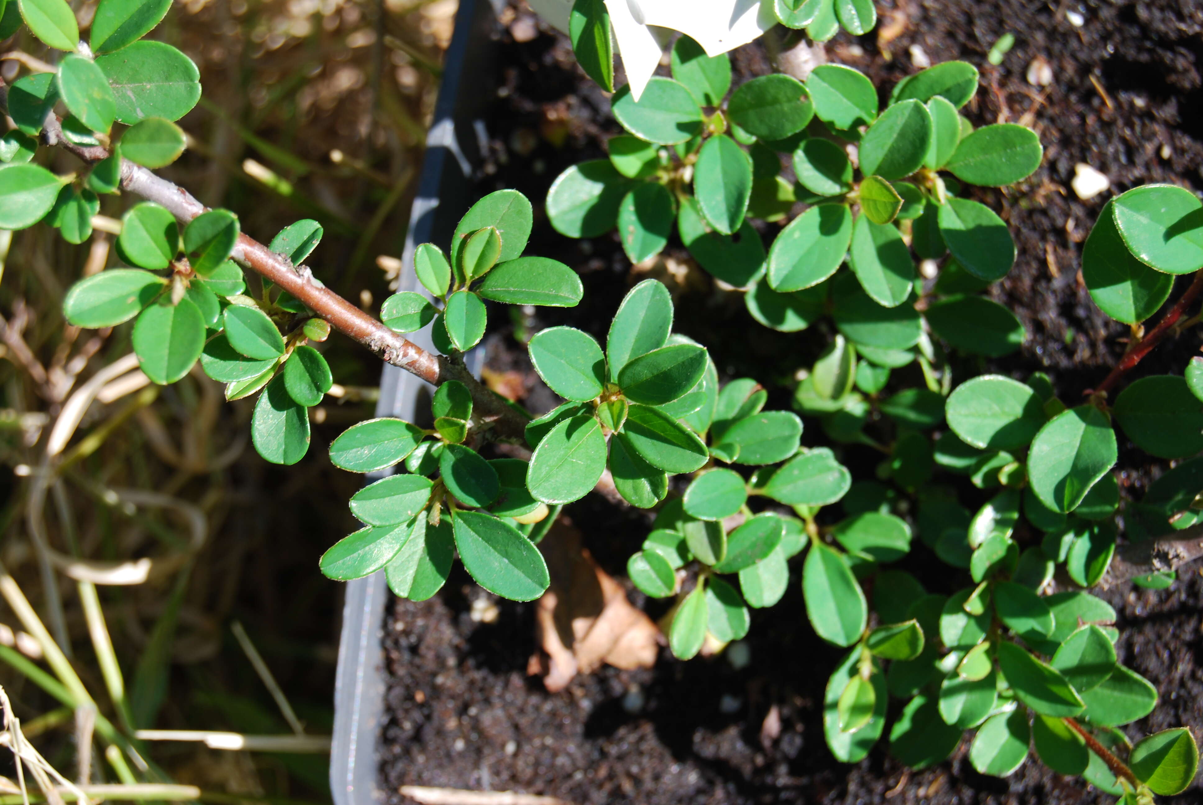 Image de Cotoneaster radicans (Dammer ex C. K. Schneid.) Klotz