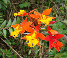 Plancia ëd Epidendrum radicans Pav. ex Lindl.