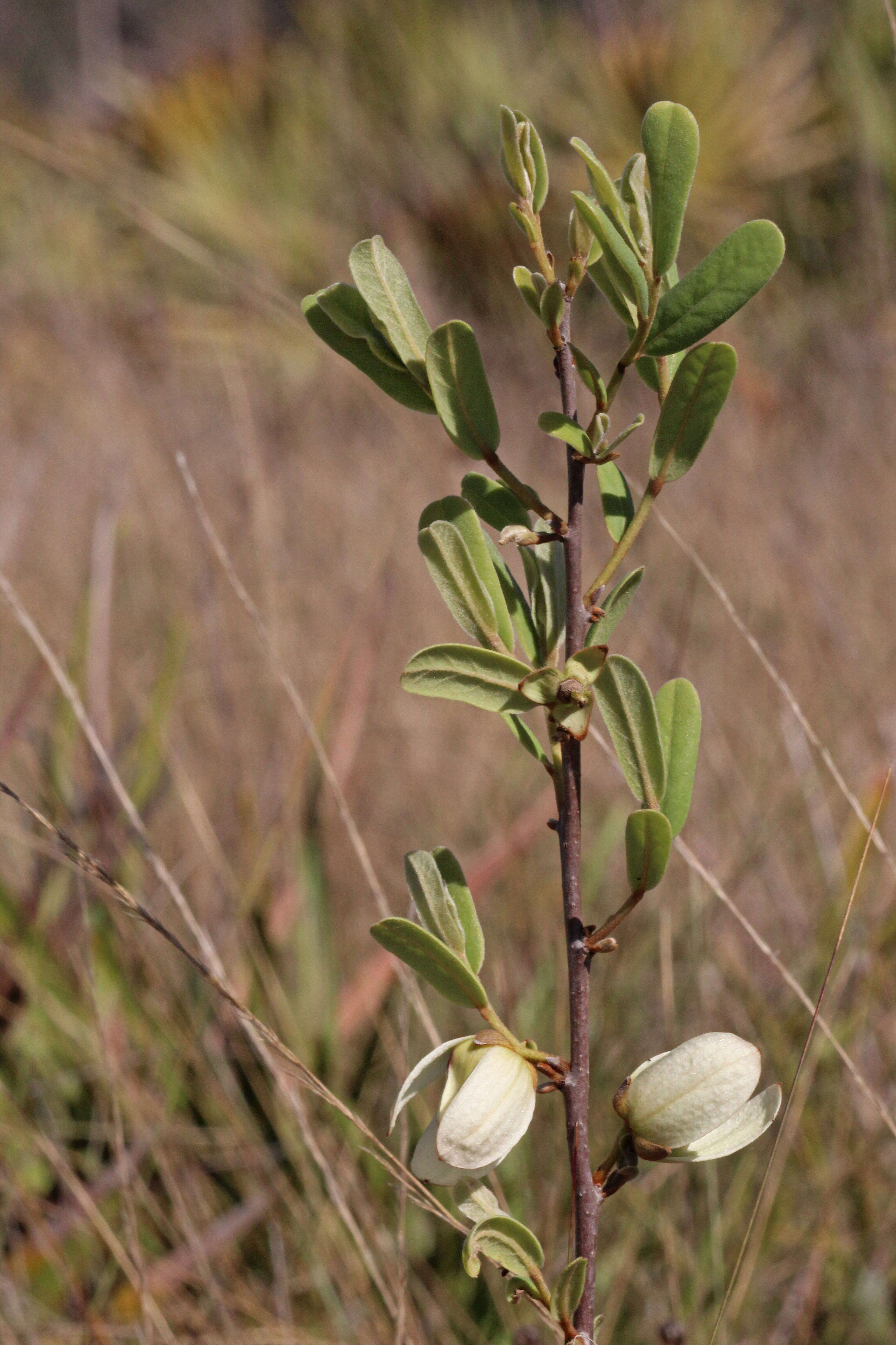 Image of netted pawpaw