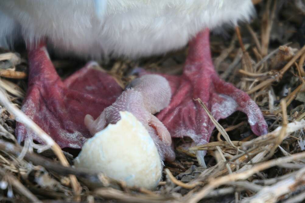 Image of Red-footed Booby