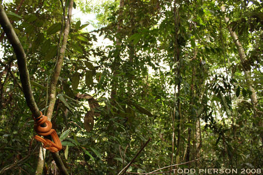 Image of Amazon Tree Boa