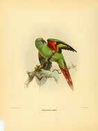 Sivun Oreopsittacus Salvadori 1877 kuva