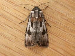 Image of Agrotis munda Walker 1856