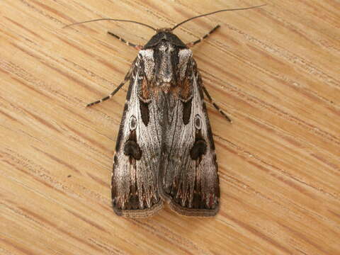 Image of Agrotis