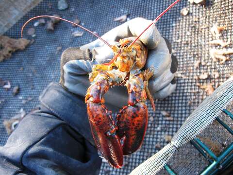 Image of American Lobster